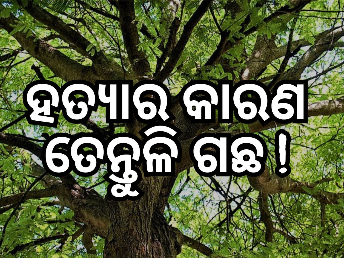 Crime News: ତେନ୍ତୁଳି ଗଛ କାହାର? ଭାଗ ଛିଣ୍ଡିଲାନି ବୋଲି ୩ ଜଣଙ୍କୁ ହତ୍ୟା Crime News: ତେନ୍ତୁଳି ଗଛ କାହାର? ଭାଗ ଛିଣ୍ଡିଲାନି ବୋଲି ୩ ଜଣଙ୍କୁ ହତ୍ୟା