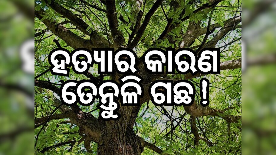 Crime News: ତେନ୍ତୁଳି ଗଛ କାହାର? ଭାଗ ଛିଣ୍ଡିଲାନି ବୋଲି ୩ ଜଣଙ୍କୁ ହତ୍ୟା