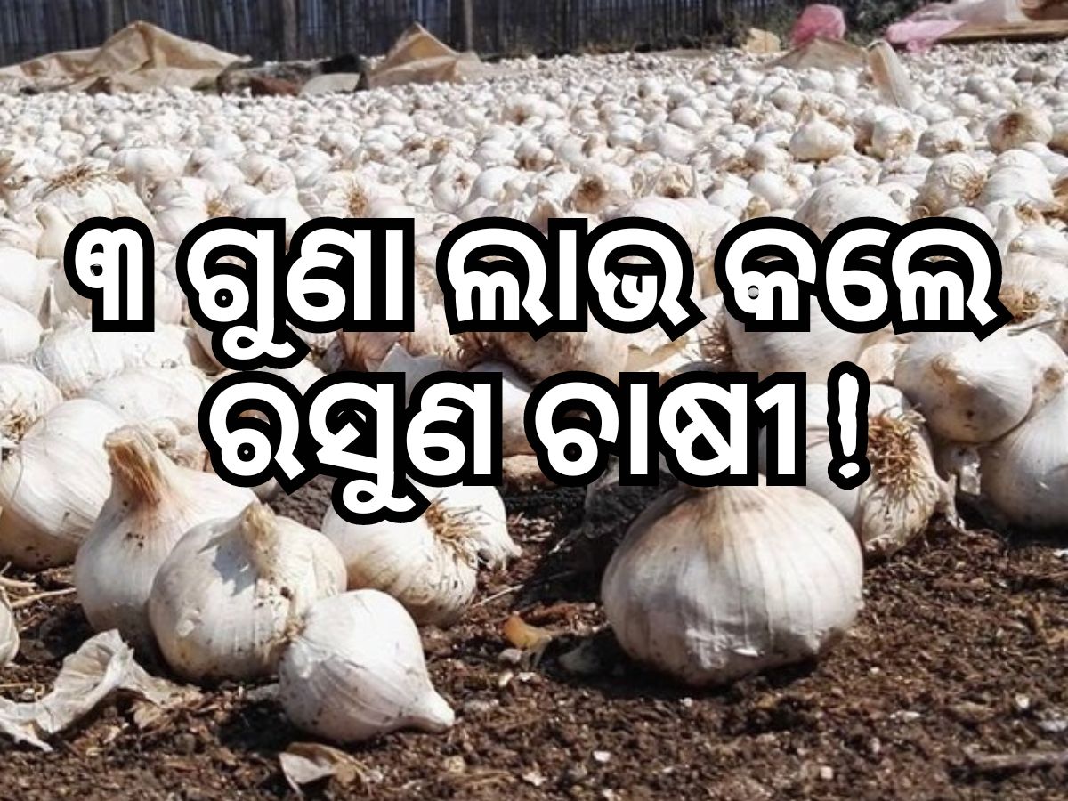 Garlic Price: ମାଲାମାଲ୍ ହେଲେ ରସୁଣ ଚାଷୀ, ଦର ବୃଦ୍ଧି କାରଣରୁ କ୍ଷେତରେ ଲଗାଇଲେ CCTV Garlic Price: ମାଲାମାଲ୍ ହେଲେ ରସୁଣ ଚାଷୀ, ଦର ବୃଦ୍ଧି କାରଣରୁ କ୍ଷେତରେ ଲଗାଇଲେ CCTV