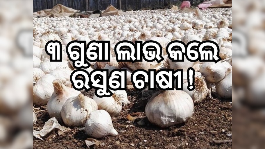 Garlic Price: ମାଲାମାଲ୍ ହେଲେ ରସୁଣ ଚାଷୀ, ଦର ବୃଦ୍ଧି କାରଣରୁ କ୍ଷେତରେ ଲଗାଇଲେ CCTV