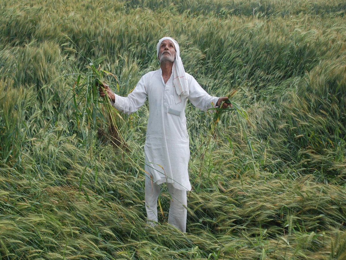 Jalore News: जिले में पश्चिमी विक्षोभ का असर, किसानों की उम्मीदें धराशायी, बढ़ी चिंता