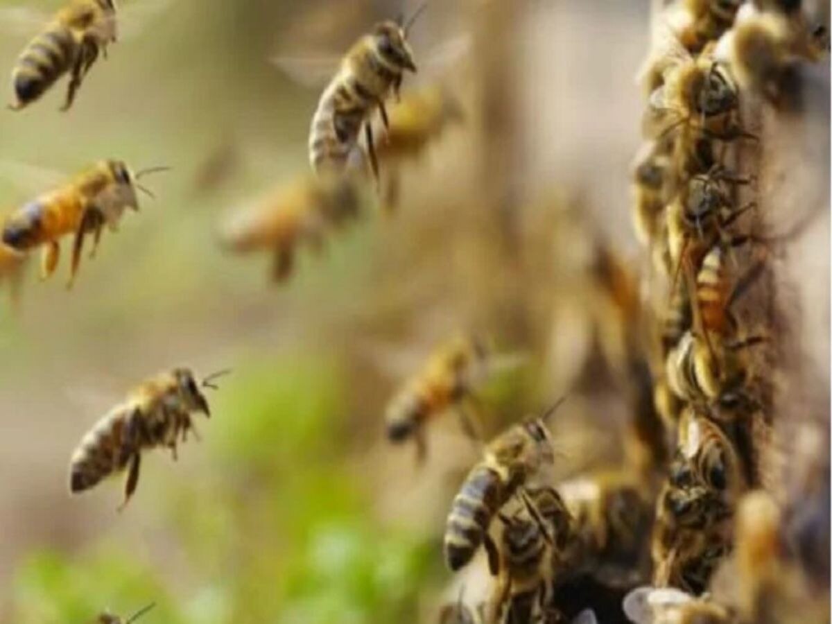 Kanpur news: मधुमक्खियों ने तीन किसानों पर बोला हमला, एक की मौत दो घायल