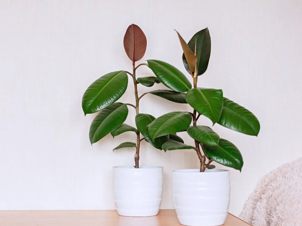 5 plant that make your dinning space beautiful how to enhance your ...