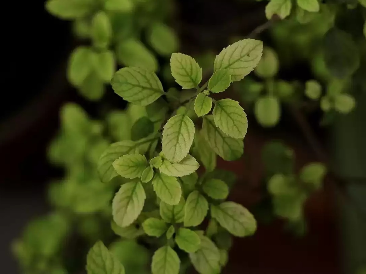 Tulsi Plant: तुलसी का पौधा मुरझा जाए, तो इसका क्या है मतलब? जानें खास वजह