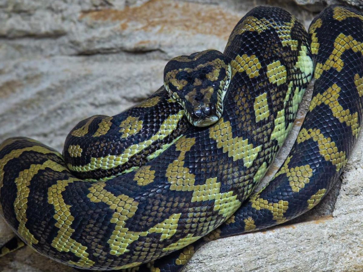 अमेजन में मिला दुनिया का सबसे बड़ा सांप, 26 फुट है लंबाई