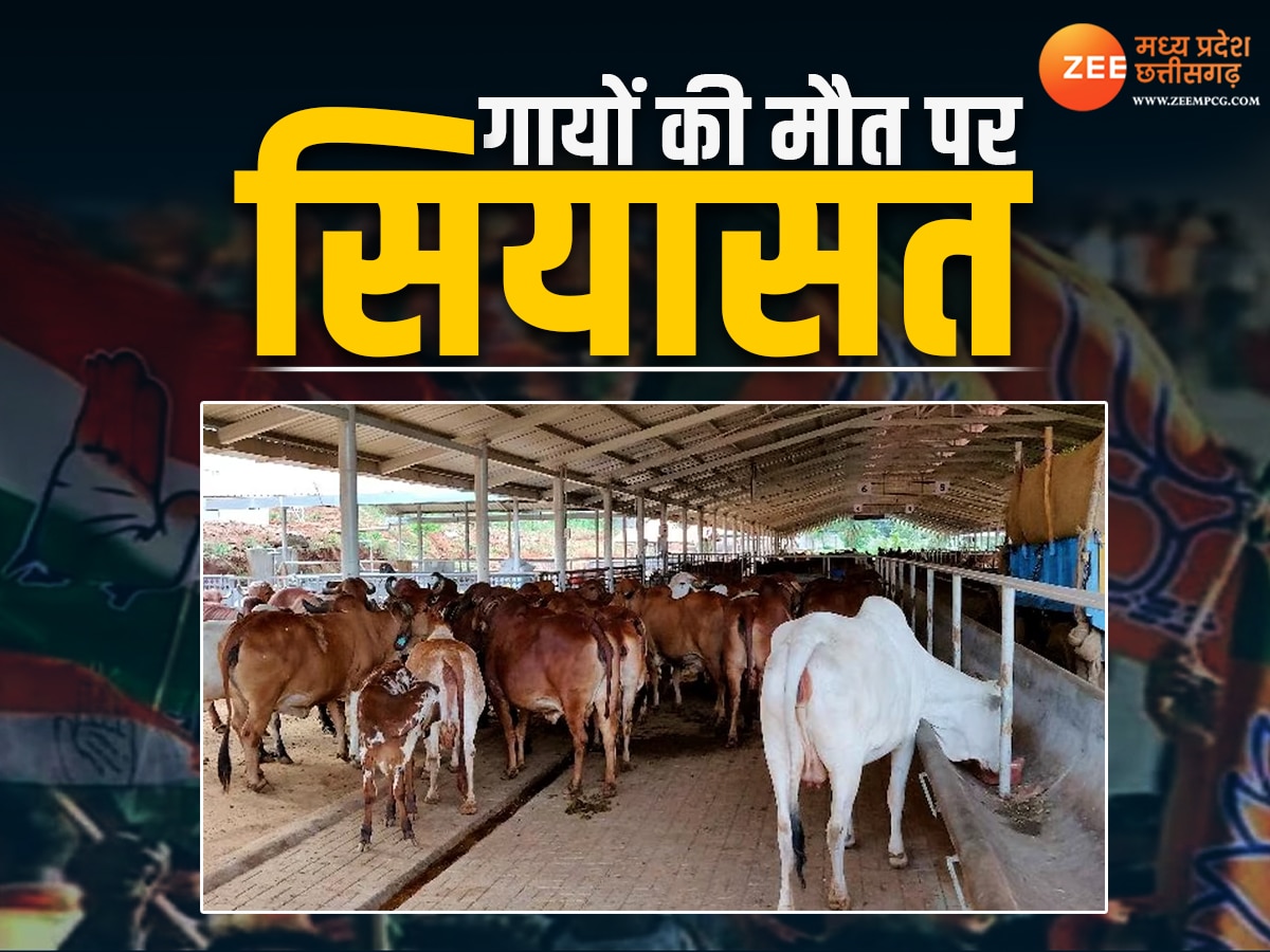Politics On Cow: गायों की मौत पर सियासत, शिवपुरी और शहडोल के मामले पर BJP-कांग्रेस आमने सामने