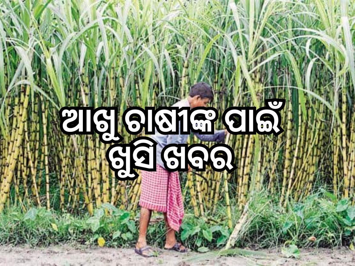 Central cabinet hikes sugarcane rate: ଆଖୁ ଚାଷୀଙ୍କ ପାଇଁ ଖୁସି ଖବର, ନିର୍ଦ୍ଧାରିତ ମୂଲ୍ୟରେ ପରିବର୍ତ୍ତନ Central cabinet hikes sugarcane rate: ଆଖୁ ଚାଷୀଙ୍କ ପାଇଁ ଖୁସି ଖବର, ନିର୍ଦ୍ଧାରିତ ମୂଲ୍ୟରେ ପରିବର୍ତ୍ତନ
