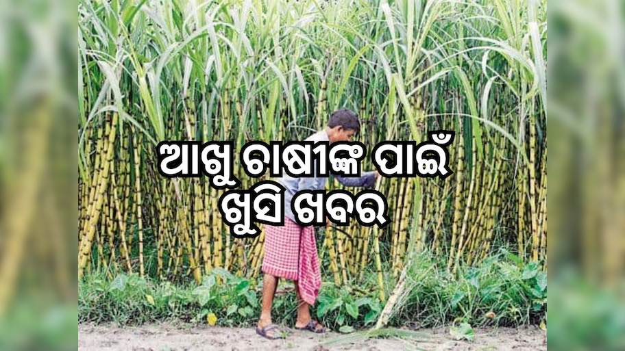 Central cabinet hikes sugarcane rate: ଆଖୁ ଚାଷୀଙ୍କ ପାଇଁ ଖୁସି ଖବର, ନିର୍ଦ୍ଧାରିତ ମୂଲ୍ୟରେ ପରିବର୍ତ୍ତନ