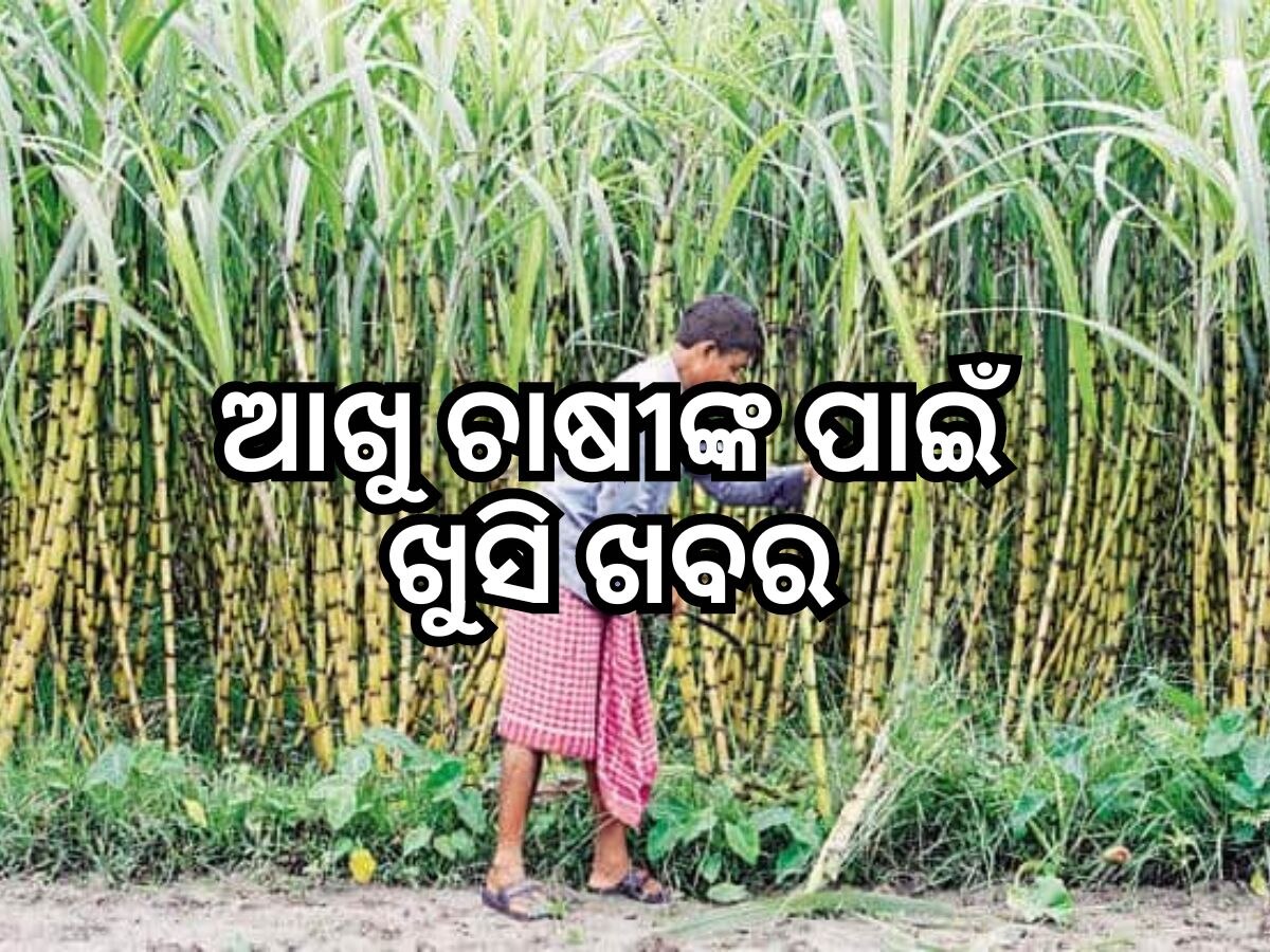 Central cabinet hikes sugarcane rate: ଆଖୁ ଚାଷୀଙ୍କ ପାଇଁ ଖୁସି ଖବର, ନିର୍ଦ୍ଧାରିତ ମୂଲ୍ୟରେ ପରିବର୍ତ୍ତନ