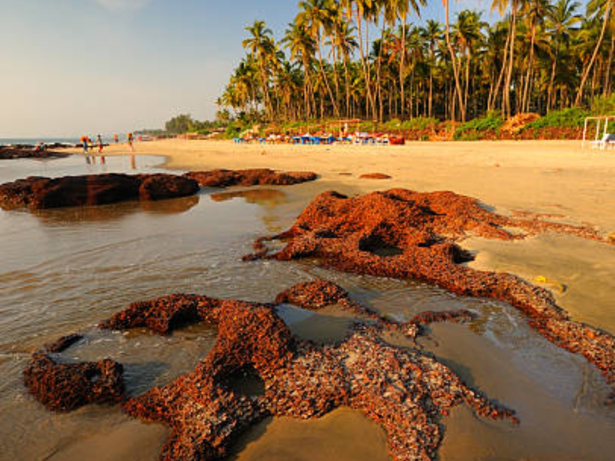 Destination Wedding: रकुल-जैकी की शादी की तरह परफेक्ट हैं गोवा के 5 खूबसूरत वेडिंग डेस्टिनेशन्स बीच 15 मोरजिम बीच