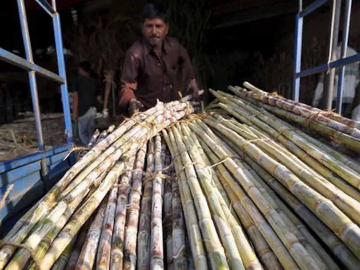 Sugarcane FRP: लोकसभा चुनाव से पहले गन्‍ना क‍िसानों को राहत, सरकार ने FRP में 25 रुपये का इजाफा क‍िया