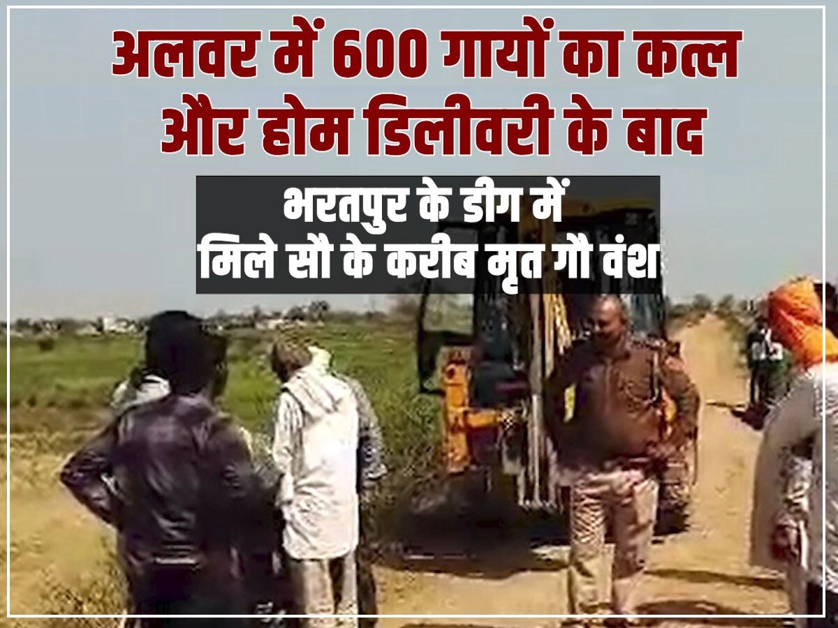 Bharatpur Crime : अलवर में 600 गायों का कत्ल और होम डिलीवरी के बाद... भरतपुर में मिले सौ के करीब मृत गौ वंश 