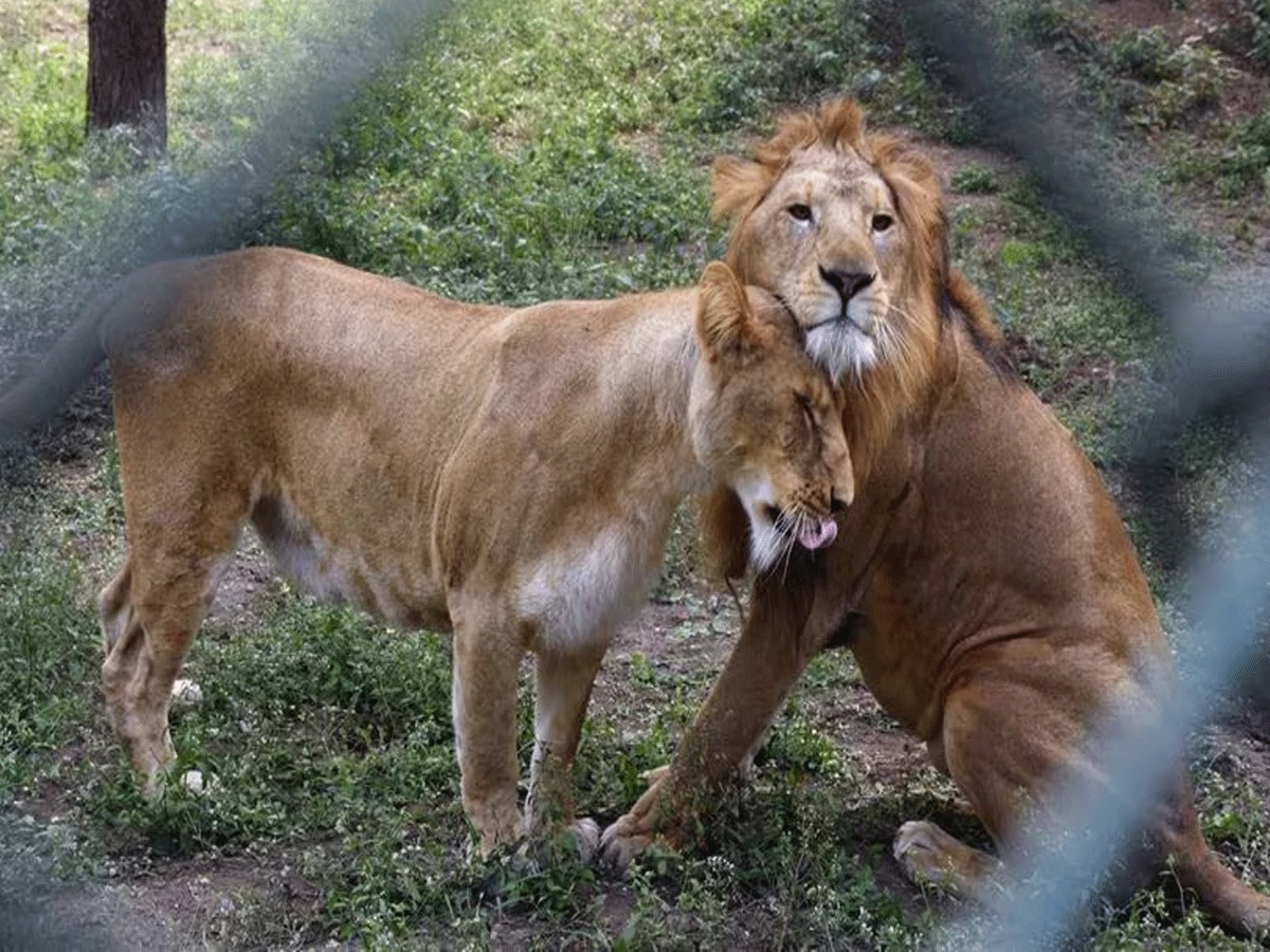 'सीता' नाम की शेरनी को 'अकबर ' नाम के शेर के साथ रखने पर हाईकोर्ट की फटकार; आहत हुई थी भावना