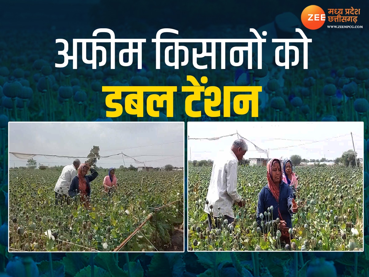 Farmers News: काली मस्सी की चपेट में आया अफीम, किसानों को हो गई डबल टेंशन