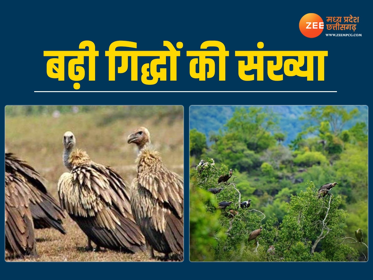 Vulture Census: वल्चर स्टेट की लाज बचा रहा पन्ना, बढ़ गई गिद्धों की संख्या; आंकड़े आए सामने