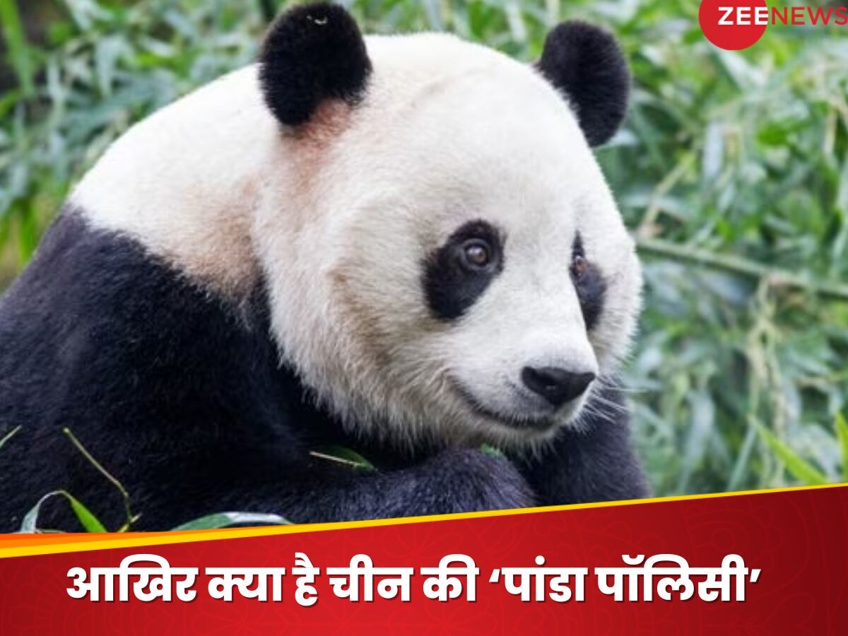 China News: दरियादिली या गिरती इकोनॉमी! US को साधने के लिए चीन ने चला 'पांडा डिप्लोमेसी' वाला कार्ड