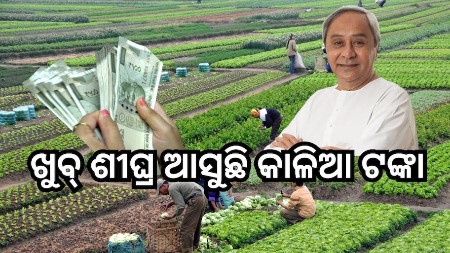 Odisha News: ଖରିଫ ବା ରବି ଋତୁ ନୁହେଁ, ନିର୍ବାଚନ ପୂର୍ବରୁ ମିଳିବ କାଳିଆ ଟଙ୍କା