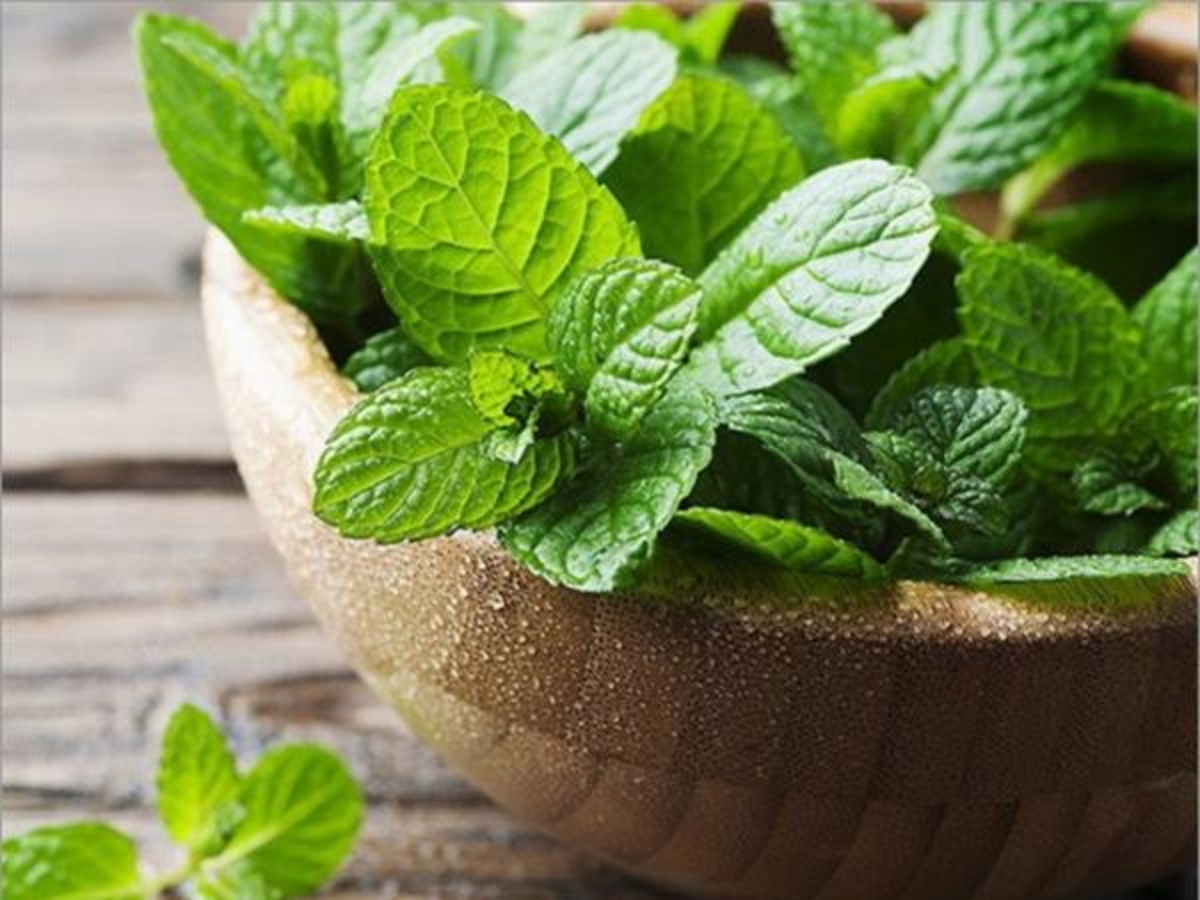 Kitchen Tips: लंबे समय से रखे गेहूं पर लग गए हैं कीड़े, ये 5 गजब के टिप्स आएंगे आपके बड़े काम... 16 पुदीने की सूखी पत्तियां