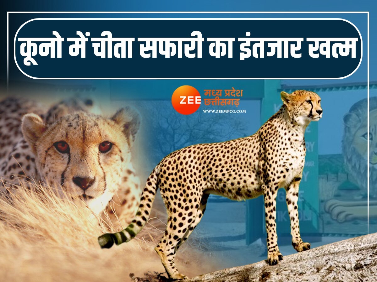 Cheetah Safari: खुशखबरी! खत्म हुआ इंतजार कूनों में होगा चीतों का दीदार, CM मोहन इस दिन करेंगे शुभारंभ