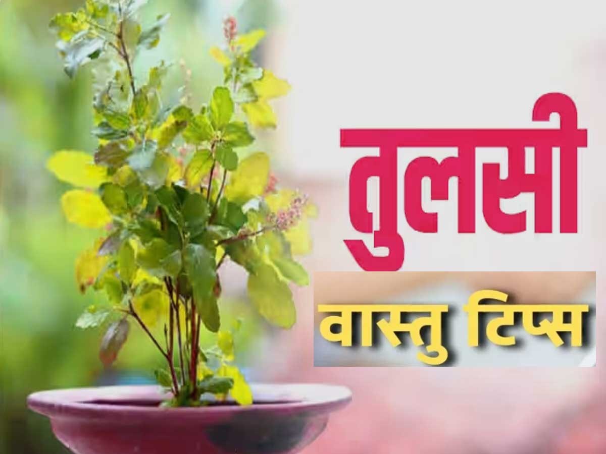 Tulsi Vastu Tips