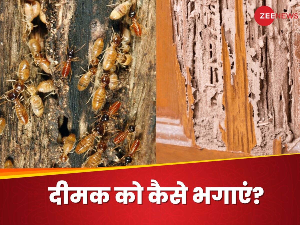 Termites Control: दीमक ने कर डाला महंगे फर्नीचर का सत्यानाश? इस तरह भगाएं लकड़ियों के दुश्मन
