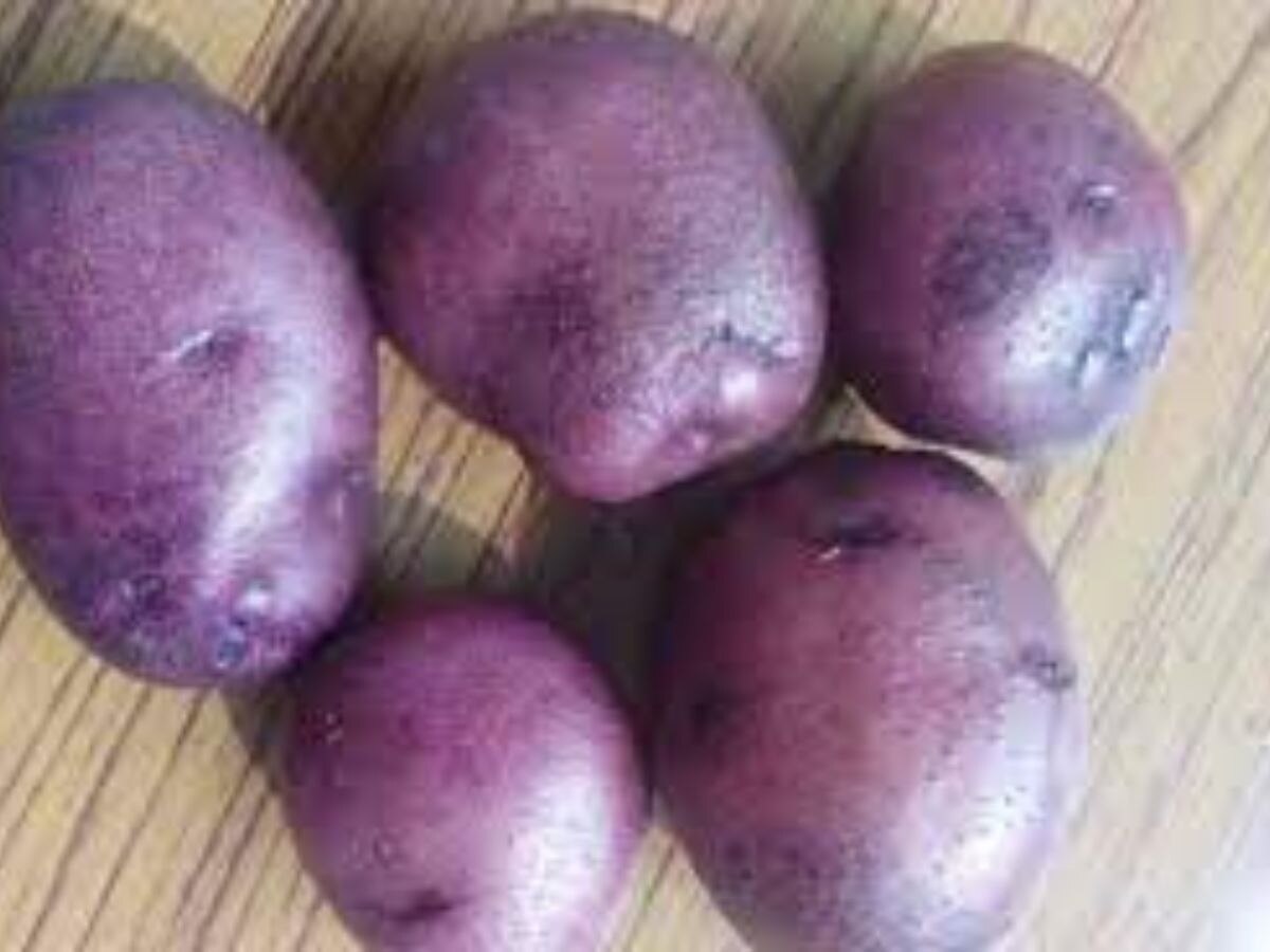 neelkanth potato (File photo)