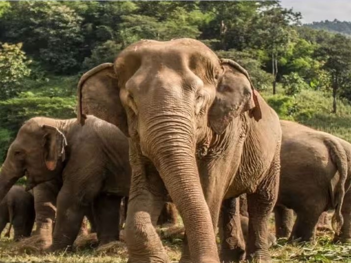 जंगली हाथियों का आतंक