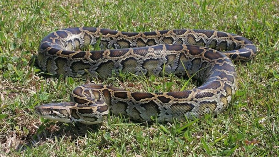 Odisha News: ପାରାଦୀପରୁ ୨୫ ଫୁଟର  ଅଜଗର ଉଦ୍ଧାର