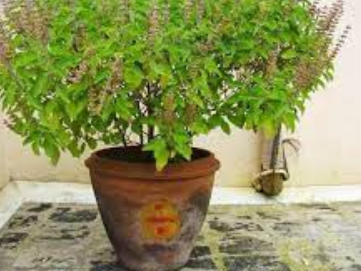 Tulsi Plant Vastu Shastra: बहुत-ही शुभ माना गया है तुलसी के आसपास दूर्वा का उगना, मां लक्ष्‍मी होती है प्रसन्‍न 