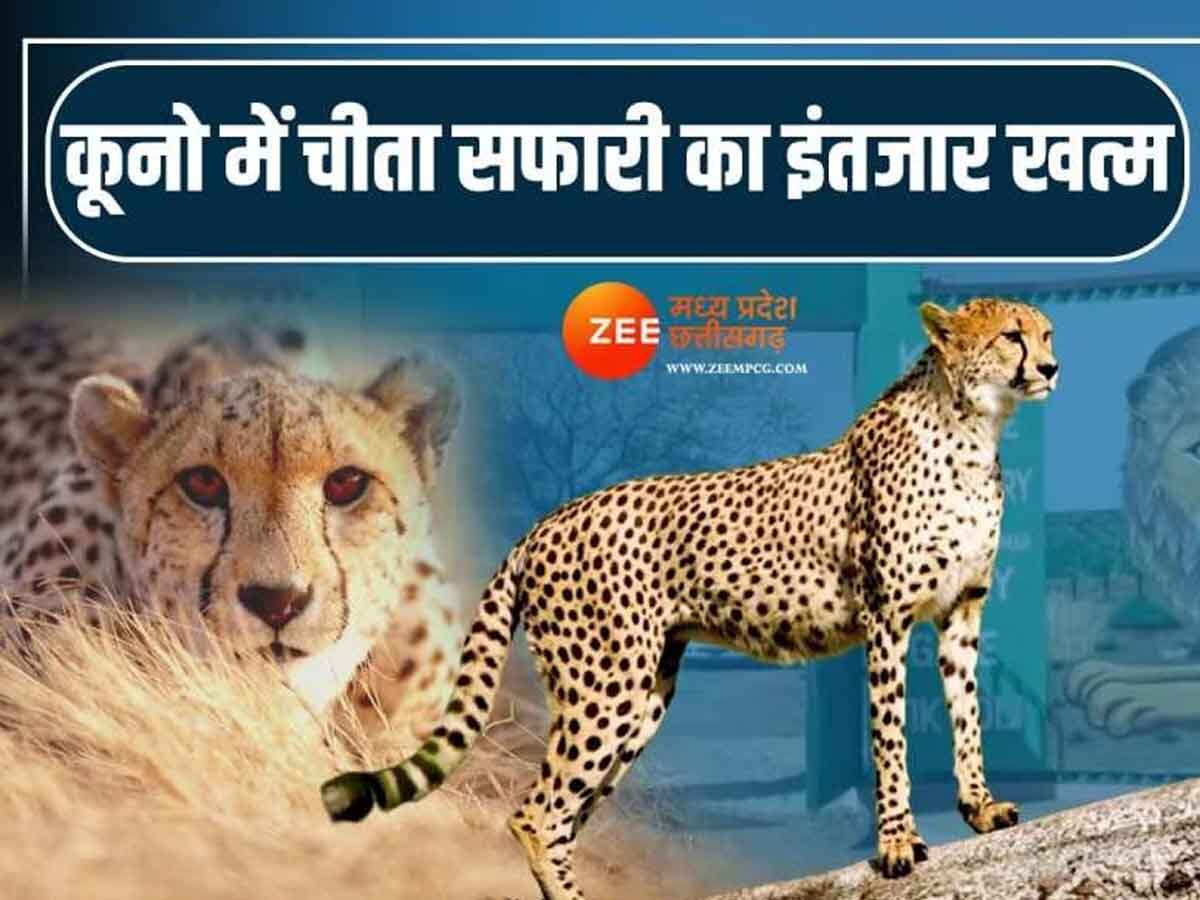 Sheopur News: आज देश की पहली चीता सफारी की रखी जाएगी नींव, CM मोहन यादव करेंगे भूमि पूजन