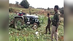 नक्सलियों के मांद में घुसी चतरा पुलिस, 40 एकड़ की अफीम की फसल को किया नष्ट