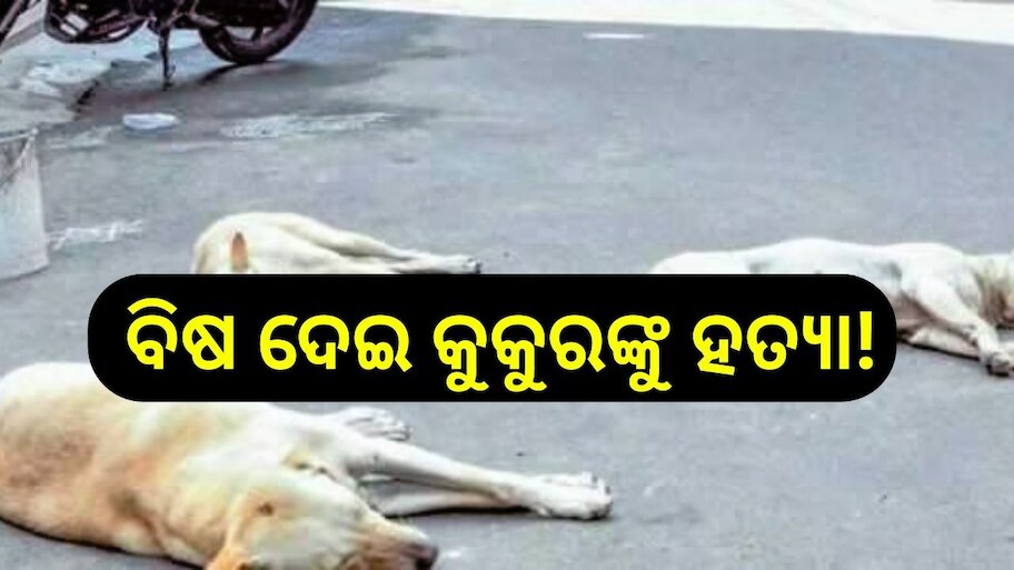 Odisha News: ୨୦ରୁ ଉର୍ଦ୍ଧ୍ୱ କୁକୁରଙ୍କୁ ବିଷ ଦେଇ ମାରି ଦେଲେ ମହିଳା !