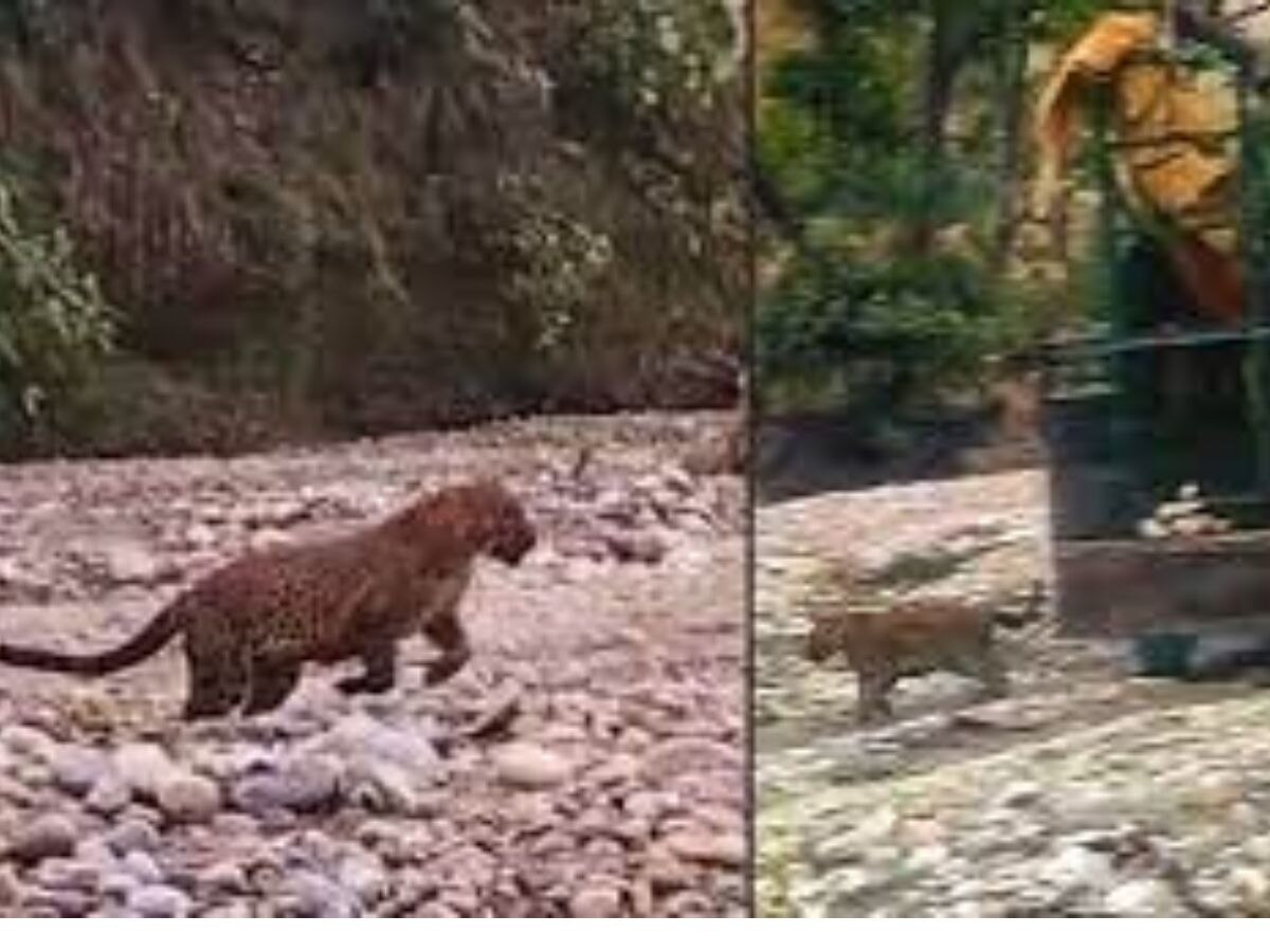 Ghaziabad Leopard 