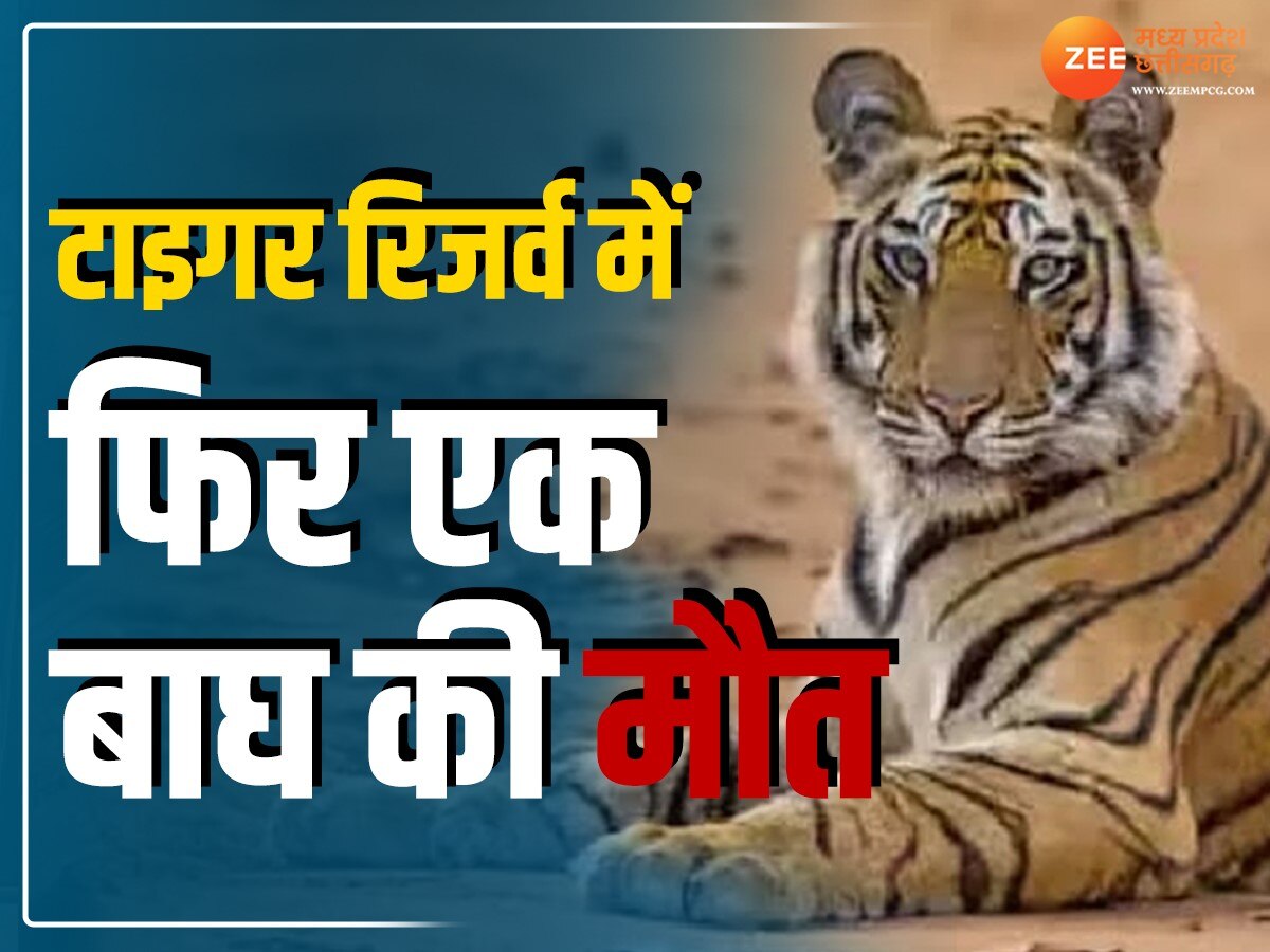 Umaria News: बांधवगढ़ टाइगर रिजर्व में एक और बाघ की मौत, आपसी लड़ाई बताई जा रही वजह!