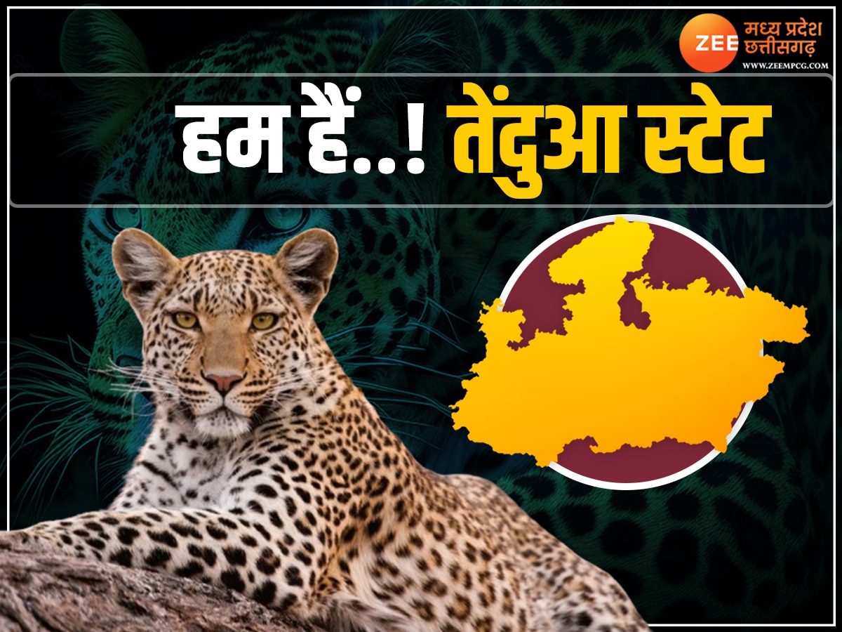 Leopard State MP: लेपर्ड स्टेट हैं हम! मध्य प्रदेश की बादशाहत बरकरार, जानिए देश में तेंदुओं की गणना के आंकड़े