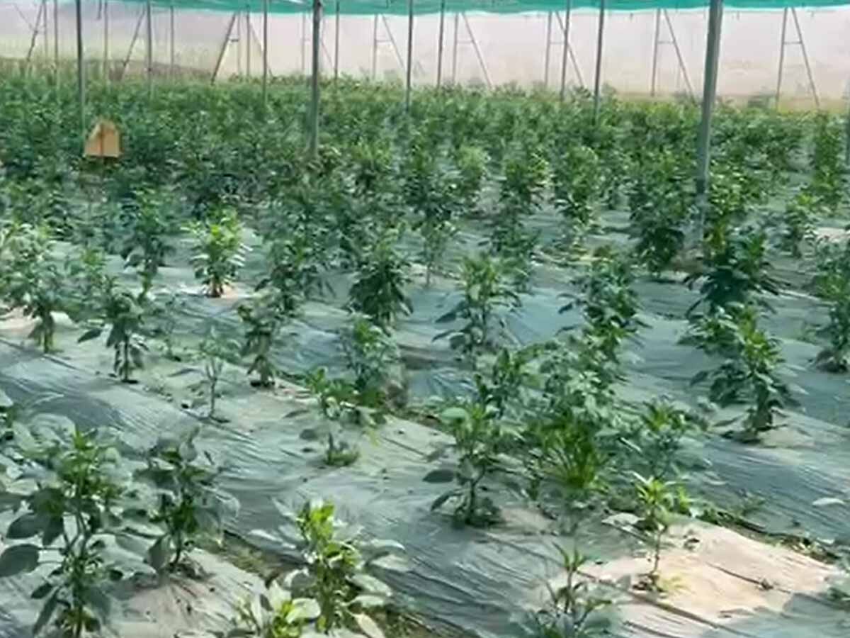 Agriculture News: चम्पारण के लाल का कमाल...आधा एकड़ जमीन में इन 3 सब्‍ज‍ियों की खेती से कमाए 8 लाख