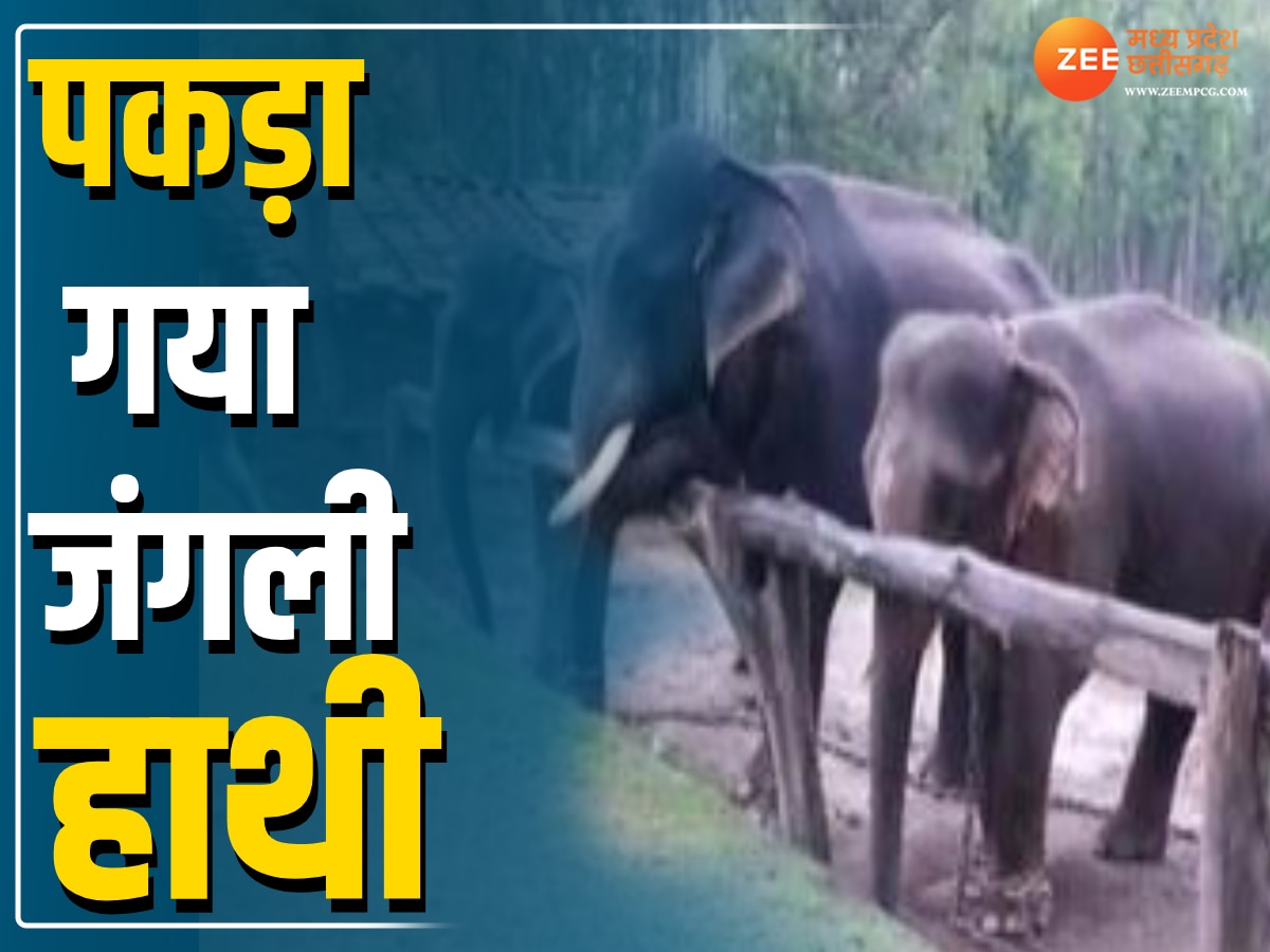 MP News: अनूपपुर से पकड़ा गया बिगड़ैल जंगली हाथी, कान्हा नेशनल पार्क होगा नया ठिकाना