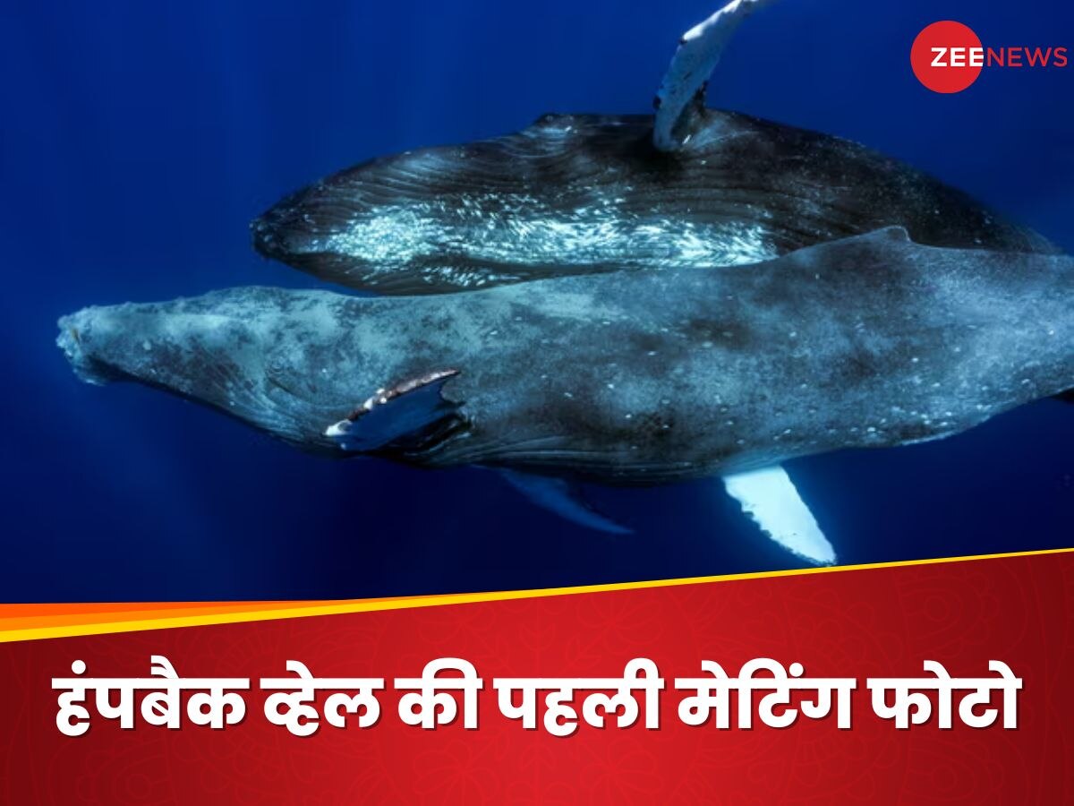 Humpback Whales Photos: हंपबैक व्हेल के मेटिंग की फोटो पहली बार आई सामने, दोनों निकले नर