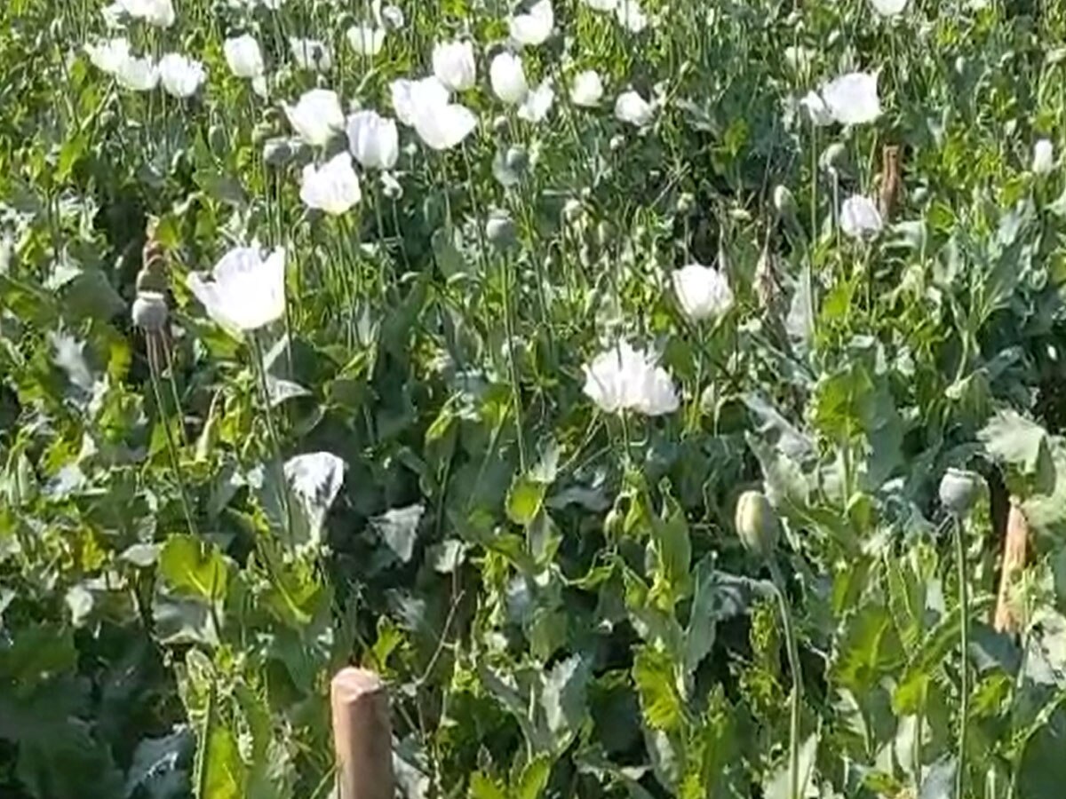 baran news heavy rain hailstorm ruined rabi afeem crops read more