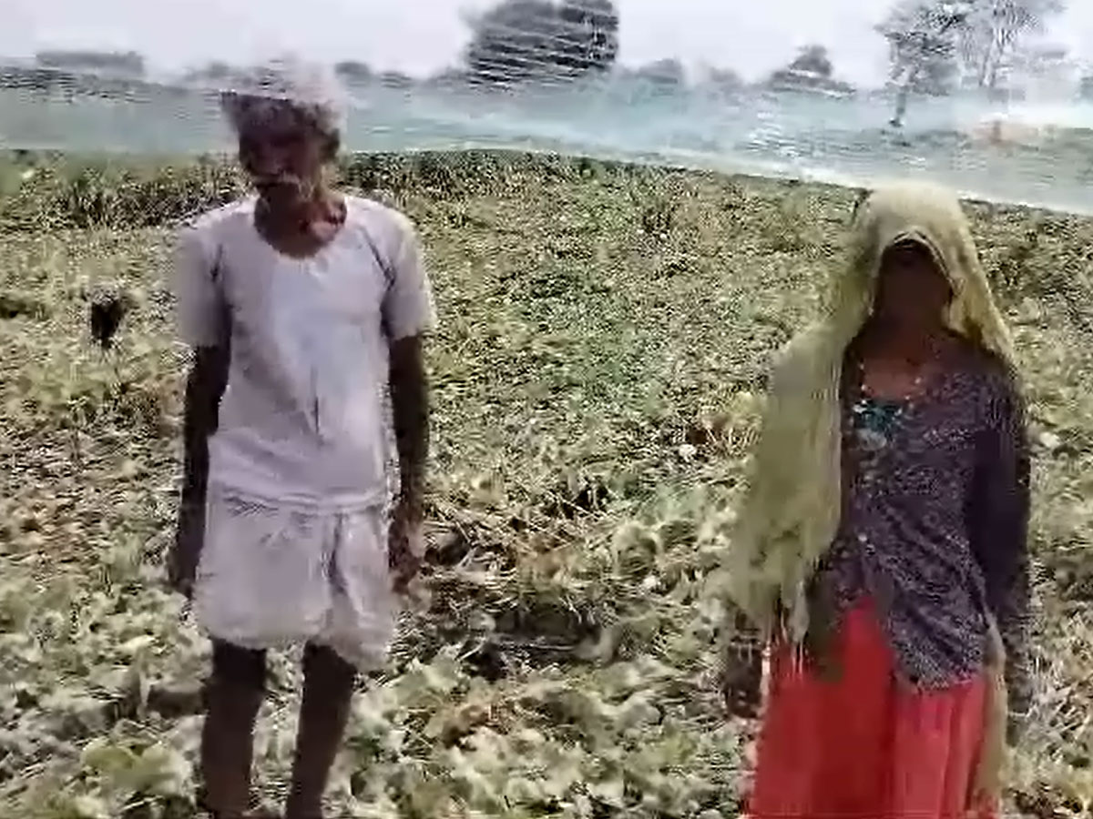 baran news heavy rain hailstorm ruined rabi afeem crops read more
