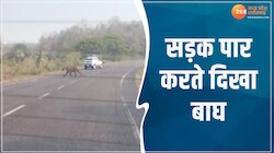 Raisen tiger video: रायसेन में सड़क क्रास करते दिखा टाइगर, लोगों के उड़े होश 
