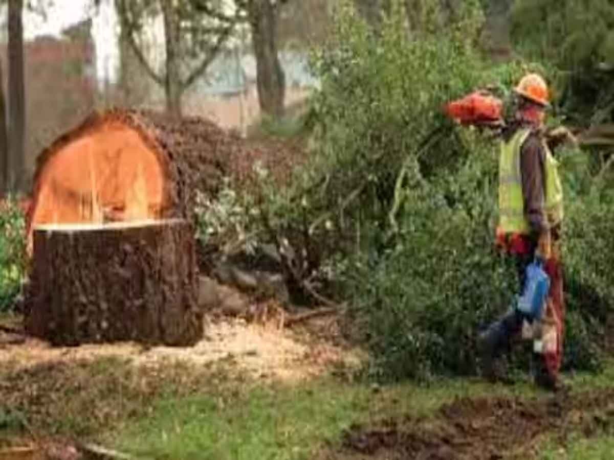 Illegal Tree Cutting: खूबसूरत व्यू के लिए काटे पड़ोसी के पेड़, अब लग सकता है 8 करोड़ रुपये का जुर्माना