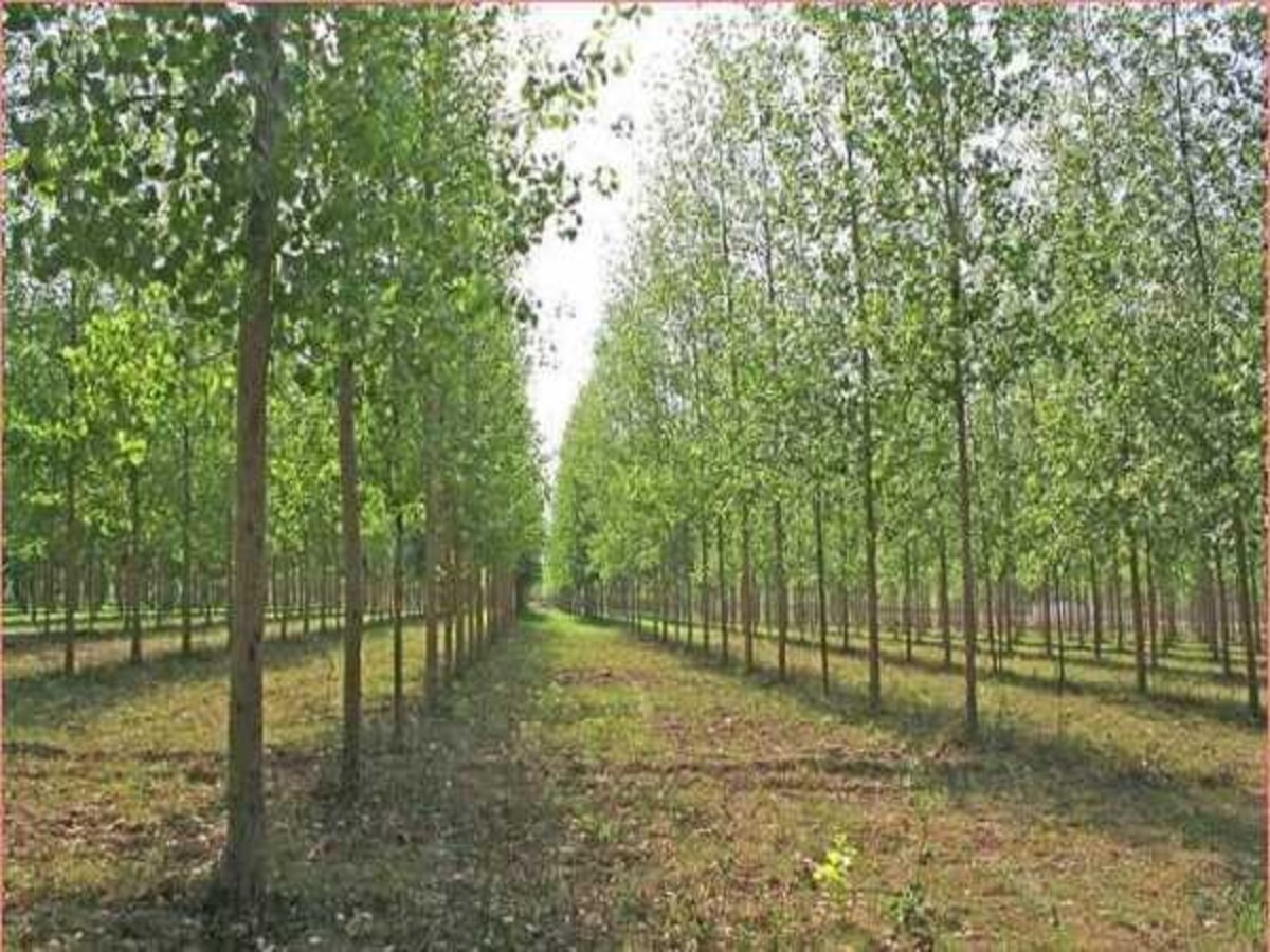 Broder Tree Haryana farmers can earn lakhs of rupees by cultivating Poplar Tree ...