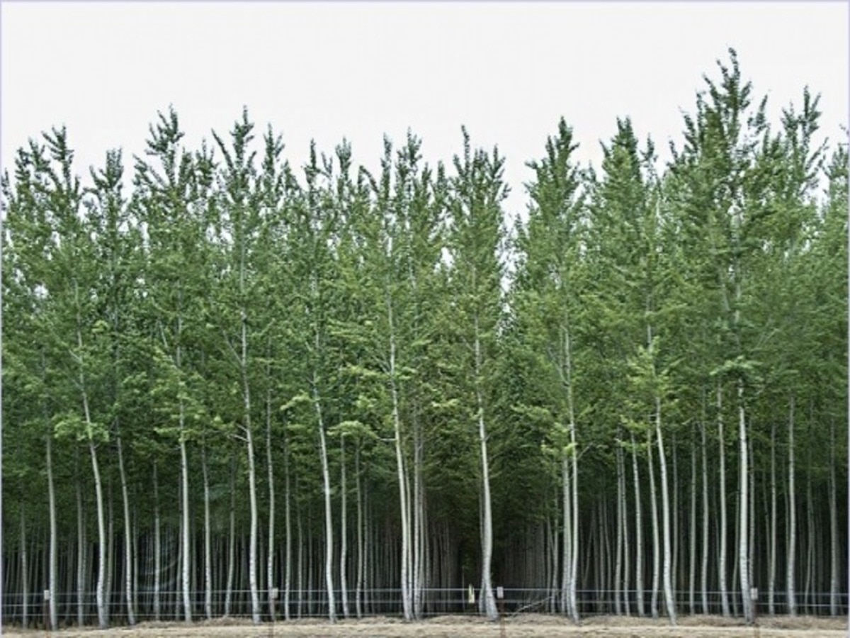 Haryana farmers can earn lakhs of rupees by cultivating Poplar Tree ...