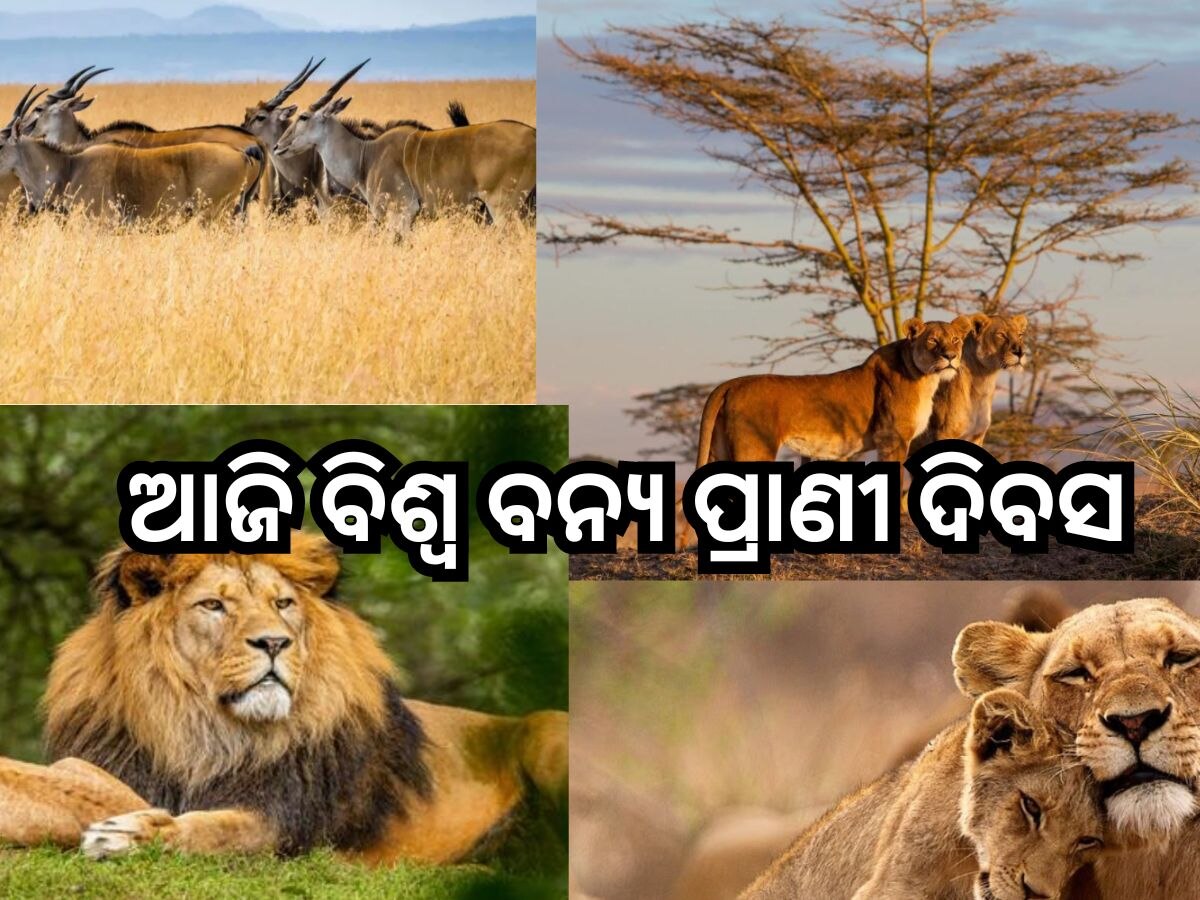 World Wildlife Day 2024: ଆଜି ବିଶ୍ବ ବନ୍ୟ ପ୍ରାଣୀ ଦିବସ, ଜାଣନ୍ତୁ କ’ଣ ରହିଛି ଚଳିତ ବର୍ଷର ଥିମ୍