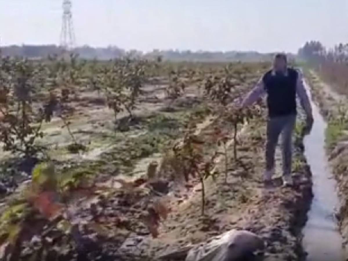 Haryana News: किसान परंपरागत खेती छोड़ बगवानी से कमा रहे मोटा मुनाफा, सरकार दे रही सब्सिडी