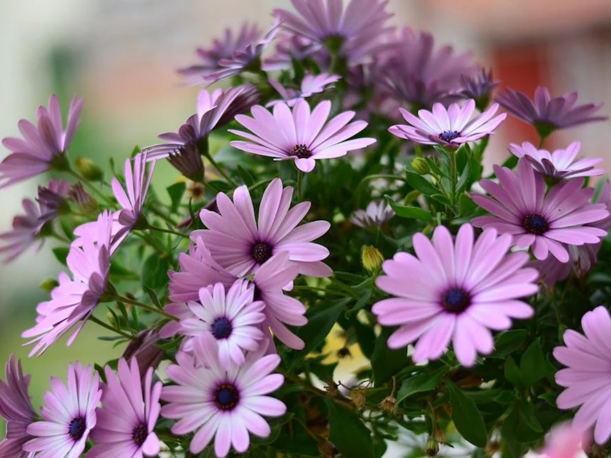 International Women's Day 2024: अंतर्राष्ट्रीय महिला दिवस पर क्या है पर्पल, हरा और सफेद रंग का महत्व?