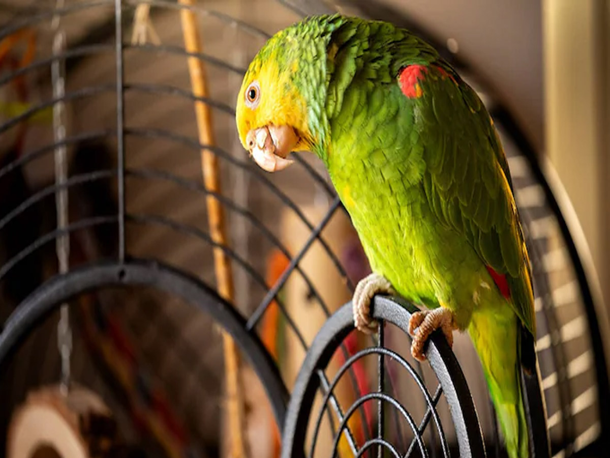 Parrot Fever News: क्या है तोता बुखार? जिसकी वजह से यूरोप में मर रहे हैं लोग Parrot Fever News: क्या है तोता बुखार? जिसकी वजह से यूरोप में मर रहे हैं लोग