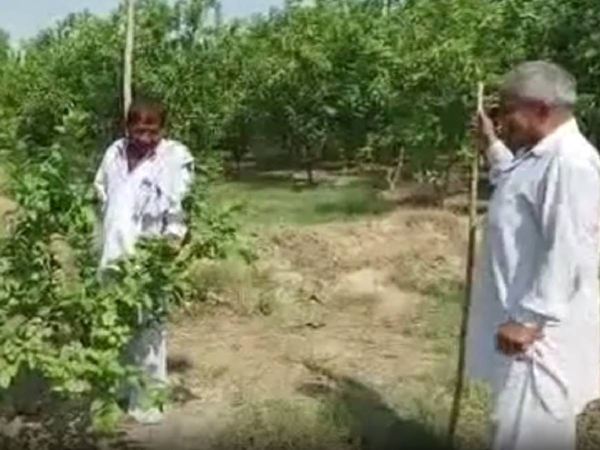 Palwal News: परंपरागत खेती छोड़ बागवानी की तरफ बढ़ रहा किसान, कमा रहा मोटा मुनाफा 