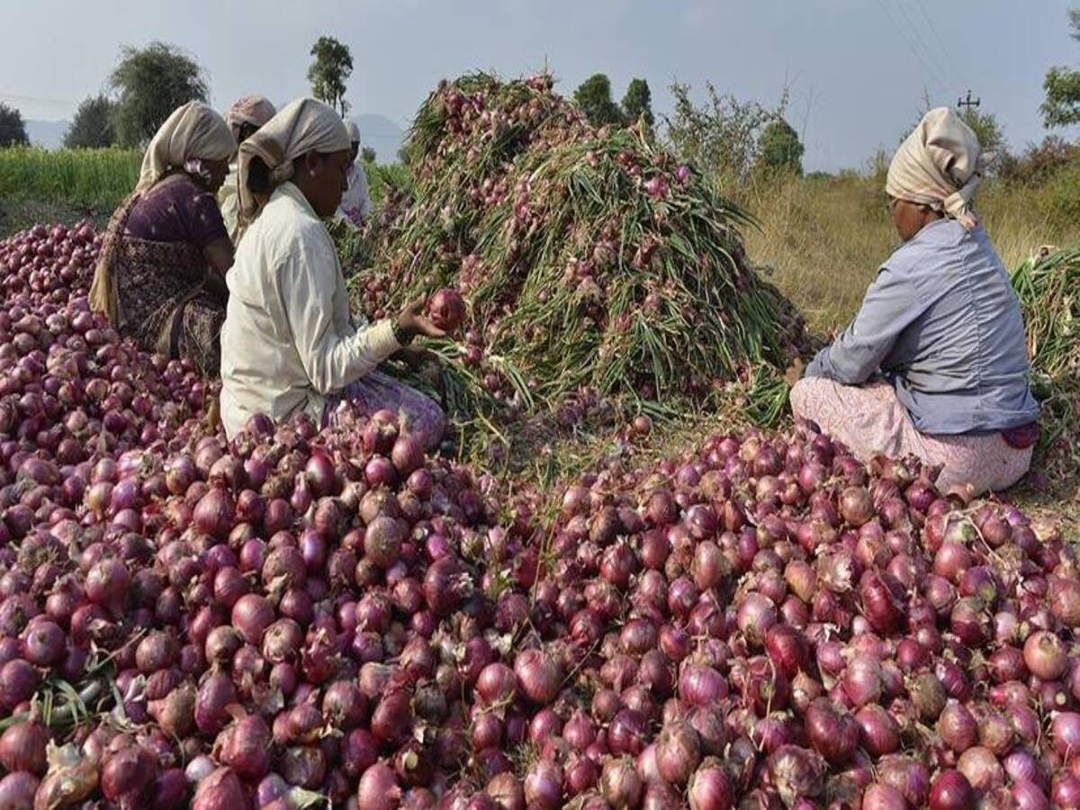  Onion Price: ଚଳିତ ବର୍ଷ କନ୍ଦାଇବ ନାହିଁ ପିଆଜ; ମୂଲ୍ୟ ନିୟନ୍ତ୍ରଣ କରିବା ପାଇଁ ସରକାର ନେଲେ ବଡ଼ ନିଷ୍ପତ୍ତି 